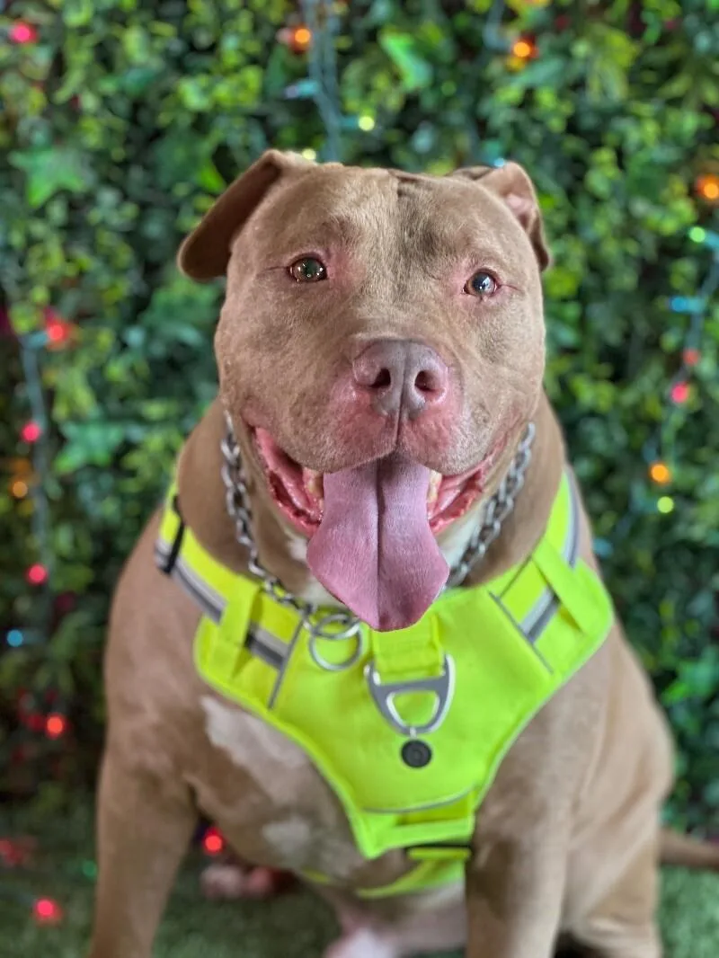 A young extra large-sized male Golden Pit Bull Terrier dog named Aurelio for adoption in Carlsbad, CA