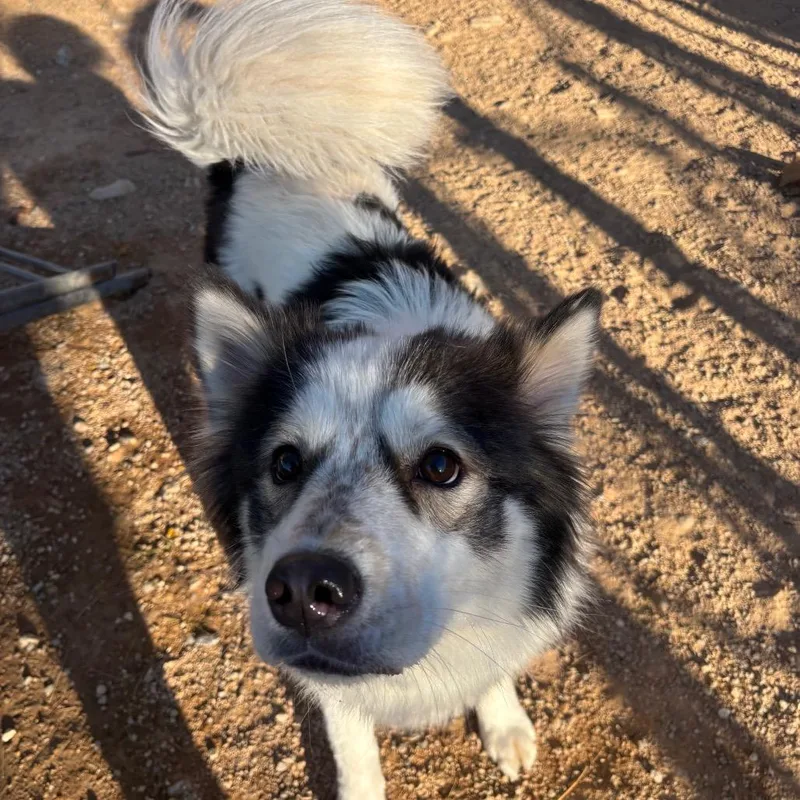 An adult medium-sized female White / Cream Husky dog named Kumo for adoption in Las Vegas, NV