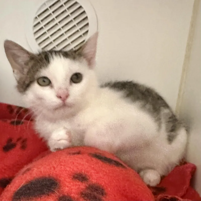 A young medium-sized male Domestic Short Hair cat named Dilly Dally for adoption in Reisterstown, MD