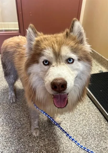 An adult large-sized male Siberian Husky dog named Mufasa for adoption in Blythe, CA