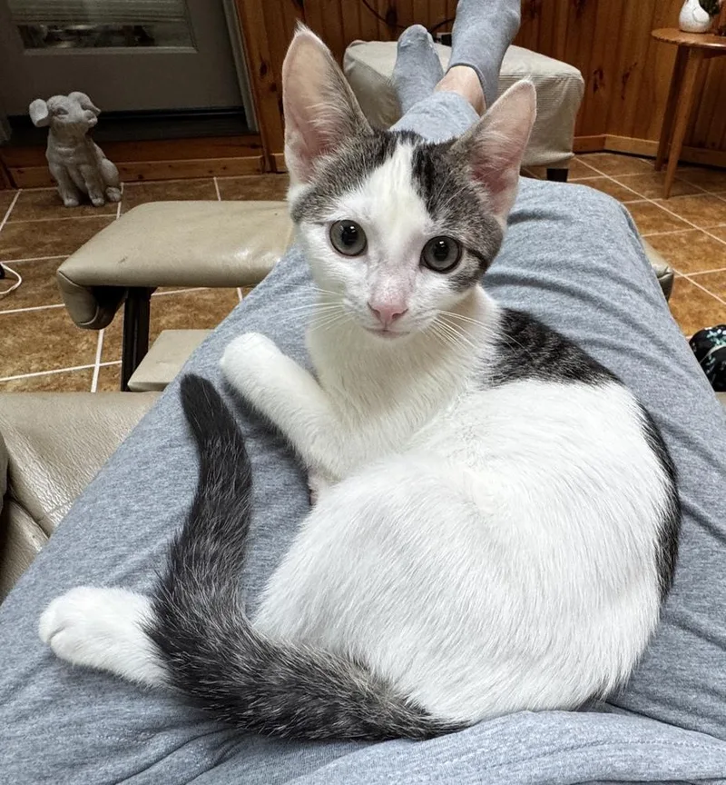 A baby small-sized male Black & White / Tuxedo Domestic Short Hair cat named Shiitake for adoption in Taylor, PA