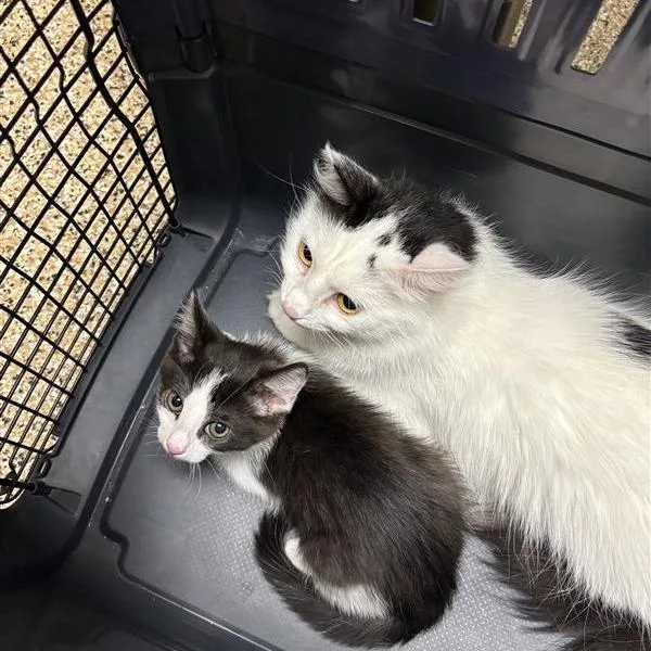 A young medium-sized female Domestic Medium Hair cat named Ambi for adoption in Tempe, AZ