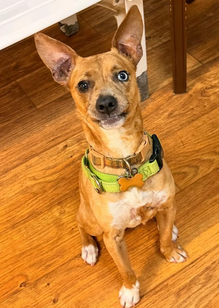 A baby medium-sized male Mixed Breed dog named Kion for adoption in Ocala, FL