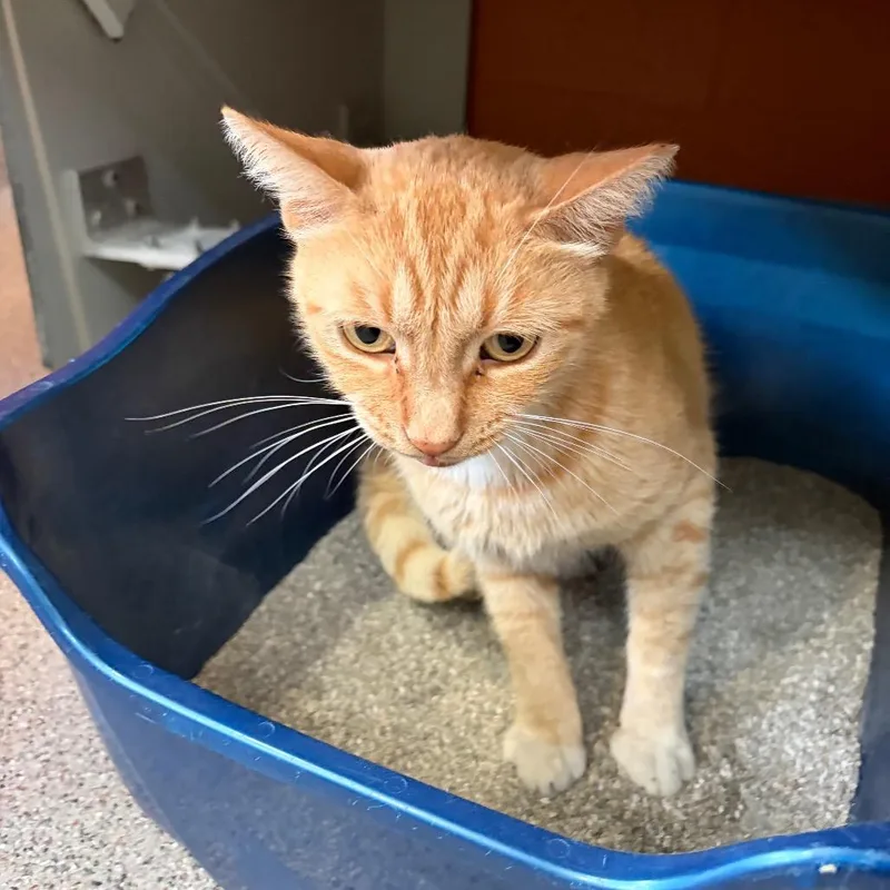 An adult medium-sized male Orange / Red Domestic Short Hair cat named Orange Boy for adoption in Sarasota, FL