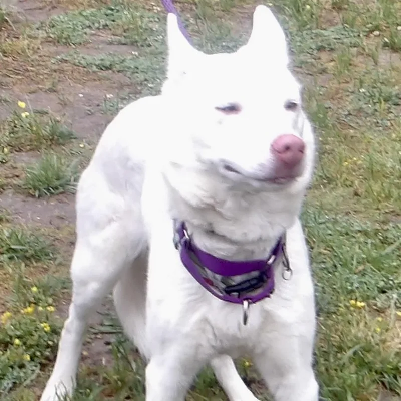 An adult medium-sized female Husky dog named Elsa for adoption in Gloucester, VA