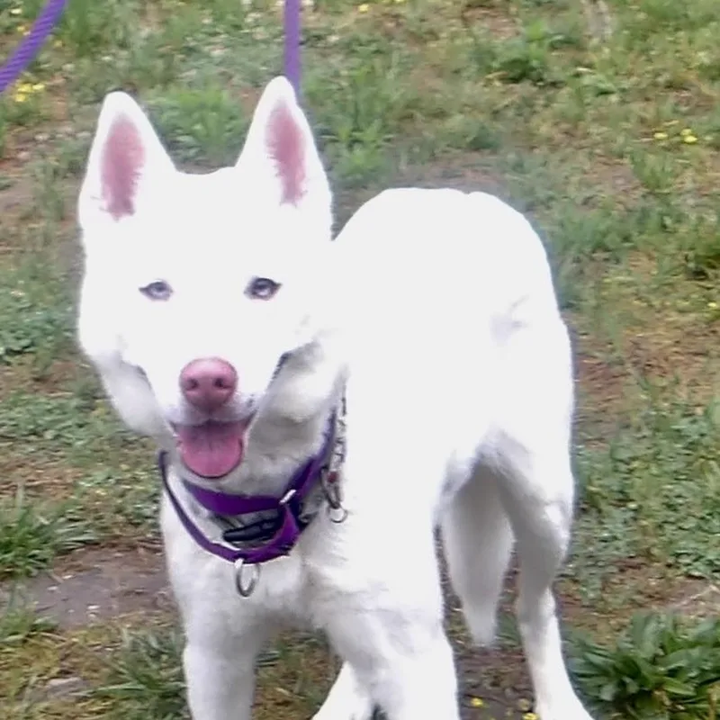Elsa thumbnail 4