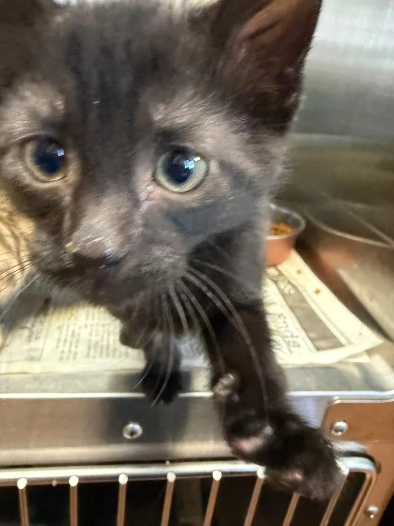 A baby small-sized male Domestic Short Hair cat named Chaos for adoption in Detroit, MI