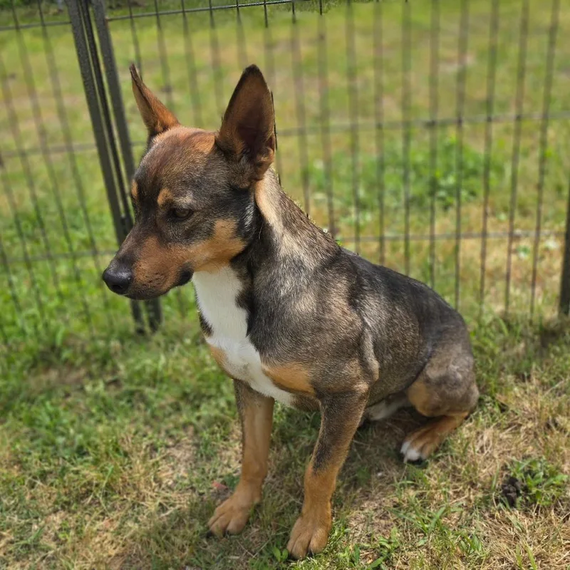 Little Foot thumbnail 2