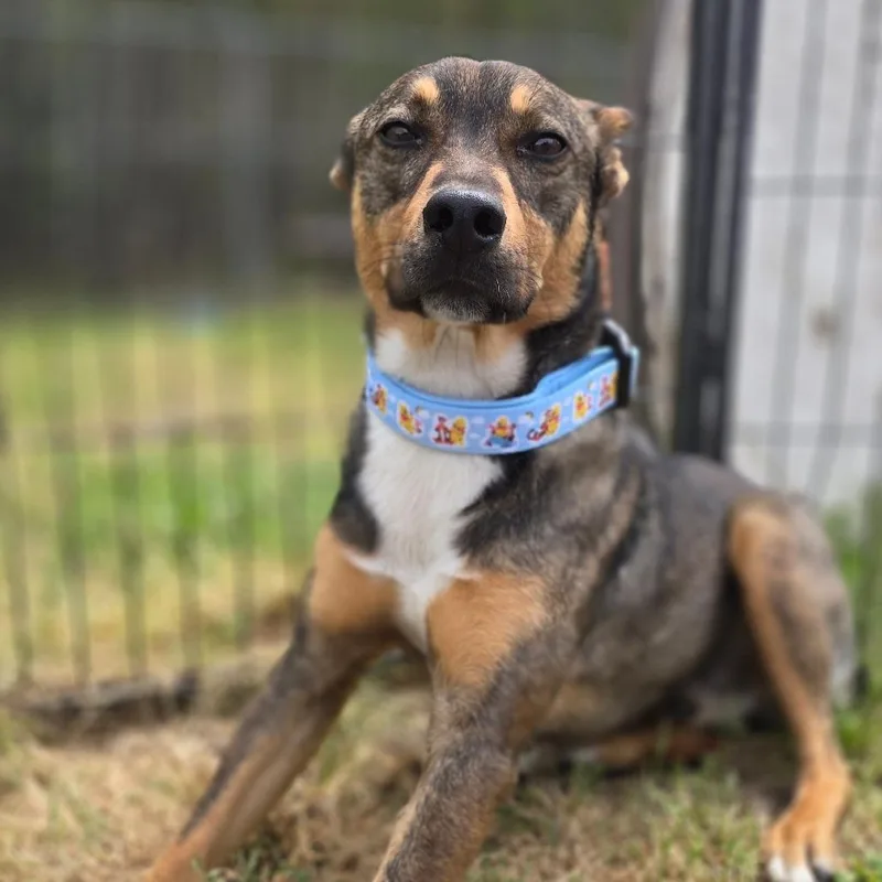 Little Foot thumbnail 3