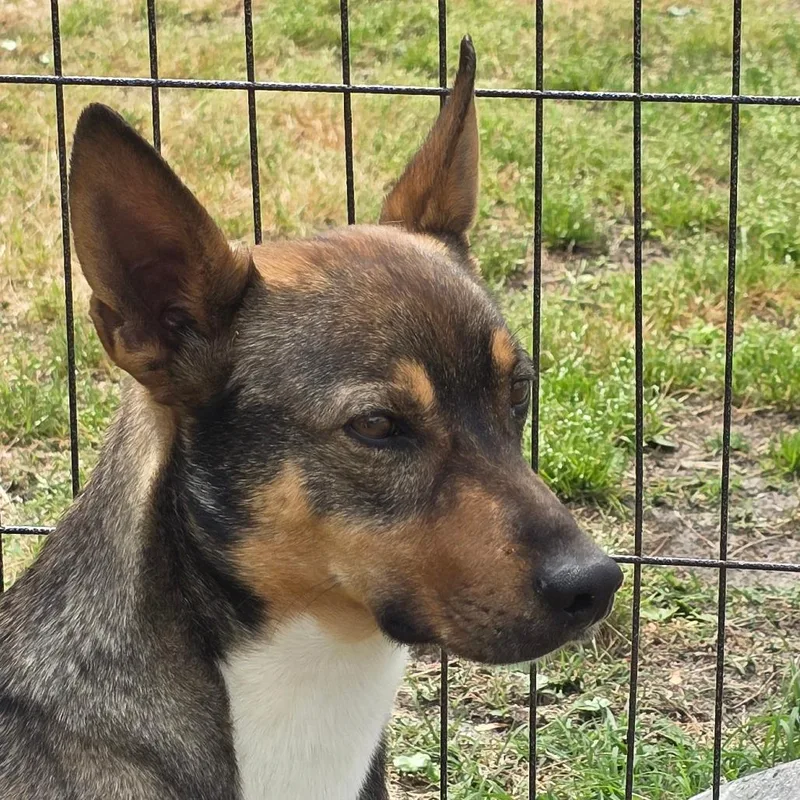 Little Foot thumbnail 4