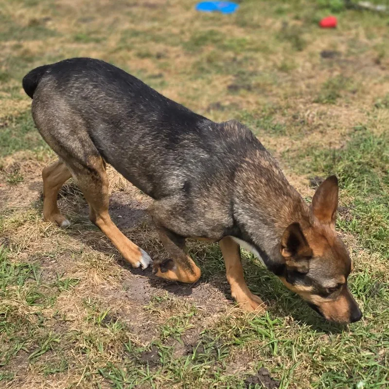 Little Foot thumbnail 5