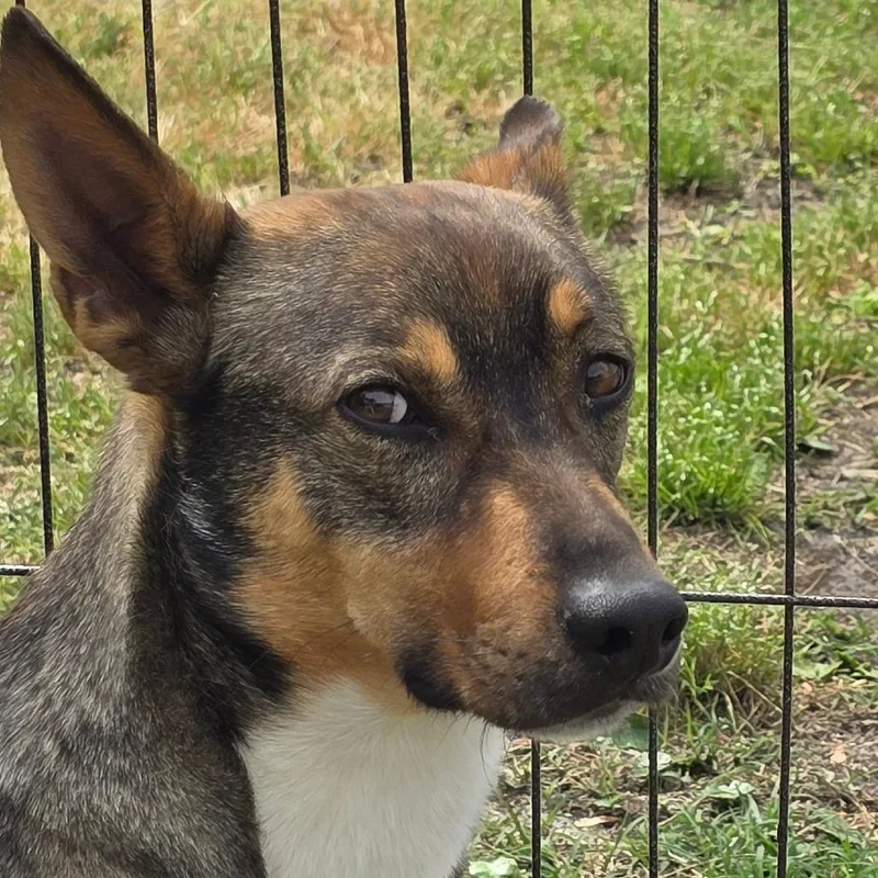 Little Foot thumbnail 6