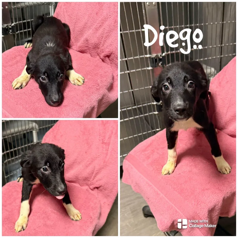 Diego