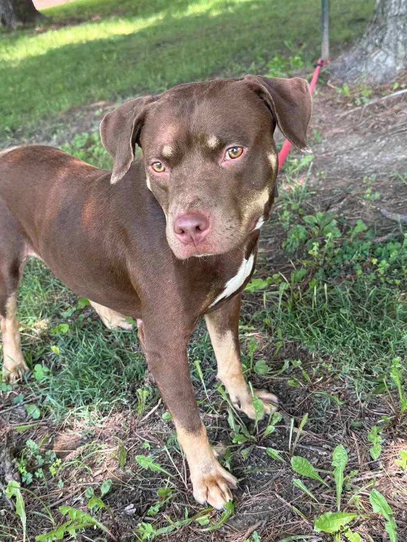 Kahlua