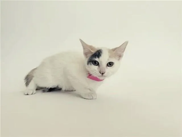 A baby small-sized female Domestic Short Hair cat named Rancho Cucamonga for adoption in Saint Louis, MO