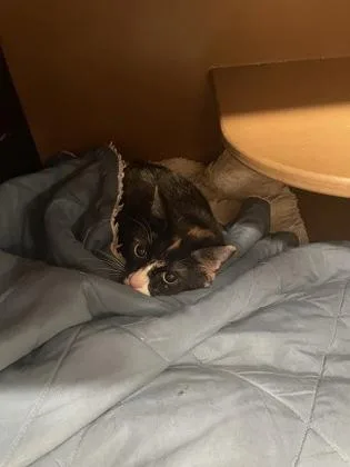 An adult small-sized female Domestic Short Hair cat named Peep for adoption in Hamilton, NJ