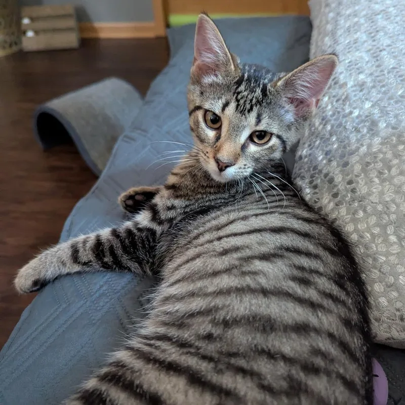 A baby small-sized female Brown / Chocolate Domestic Short Hair cat named Kiki for adoption in Traverse City, MI