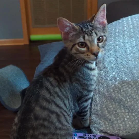 Kiki thumbnail 3