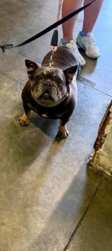 An adult medium-sized female French Bulldog dog named A for adoption in Los Angeles, CA