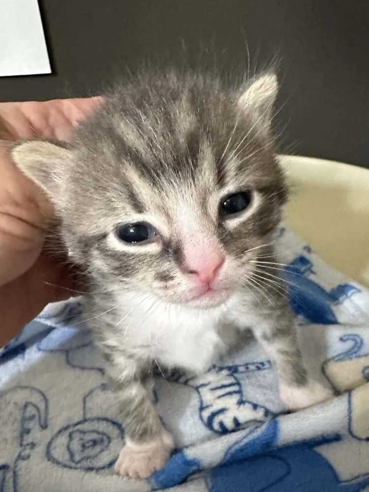 Sir Snugglepaws