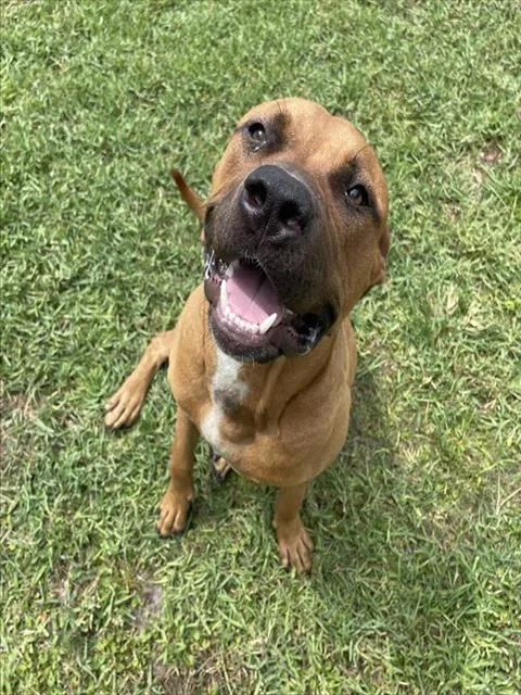 A young large-sized male Mixed Breed dog named Emmett for adoption in Palmetto, FL