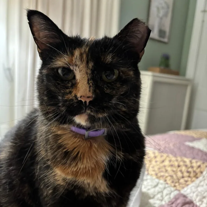 A senior large-sized female Tortoiseshell Domestic Short Hair cat named Momma Bear for adoption in East Smithfield , PA