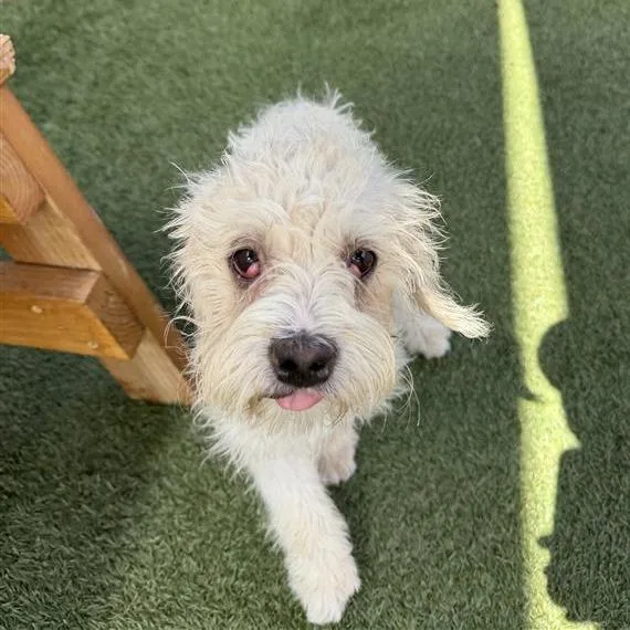 A baby small-sized male White / Cream Terrier dog named Snow Globe for adoption in Hawthorne, CA
