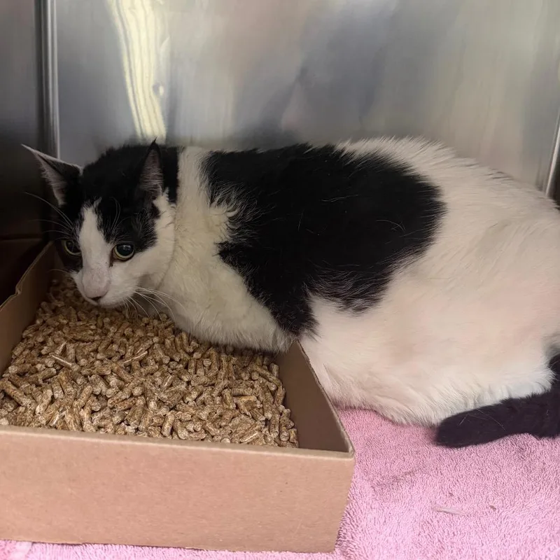 A senior extra large-sized male White Domestic Short Hair cat named Fat Cat for adoption in Philadelphia, PA