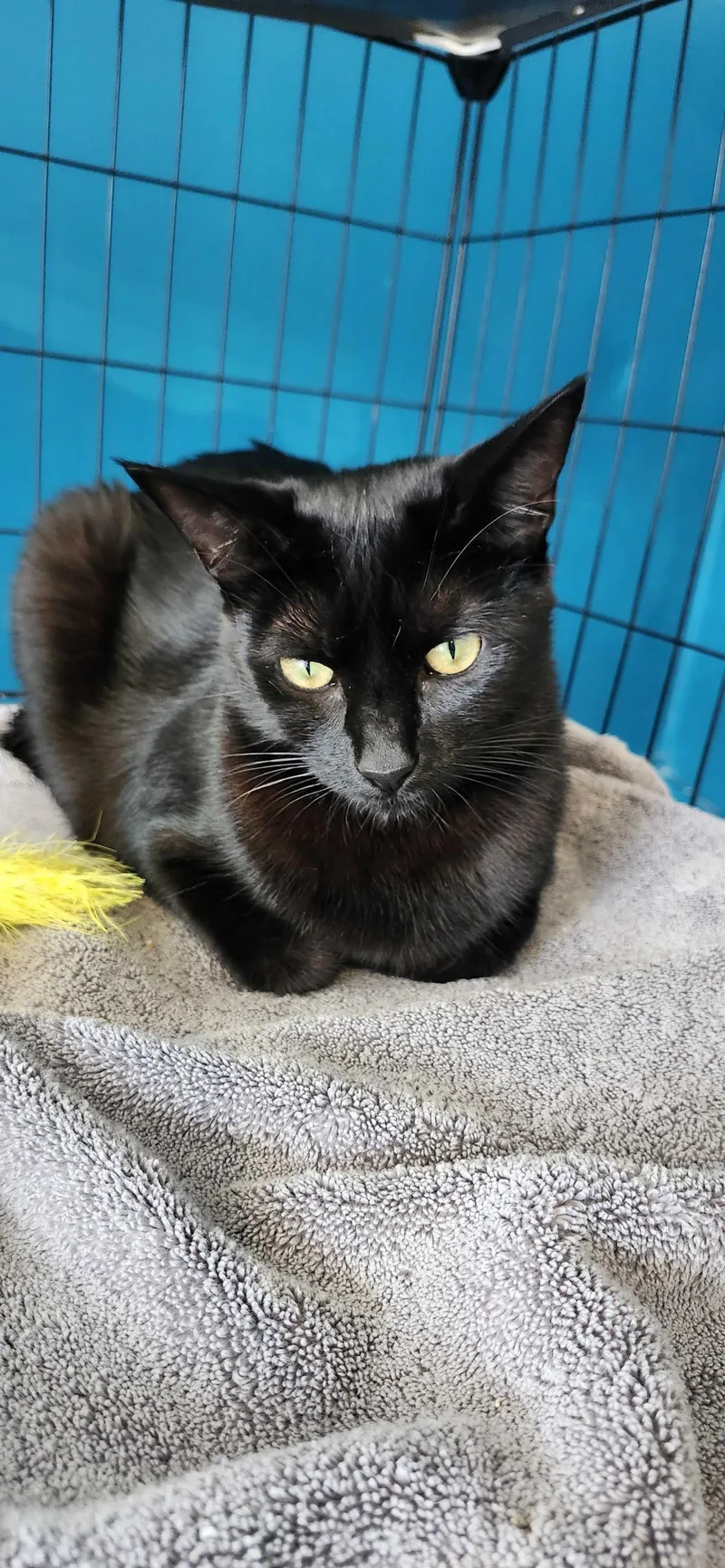 Pomodoro thumbnail 2