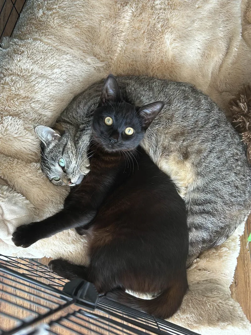 Pomodoro thumbnail 3