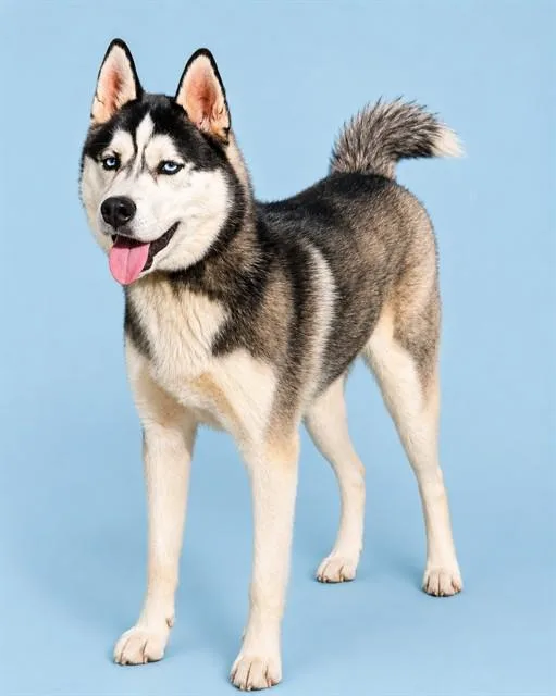 A young medium-sized male Siberian Husky dog named Chief for adoption in Westminster, MD