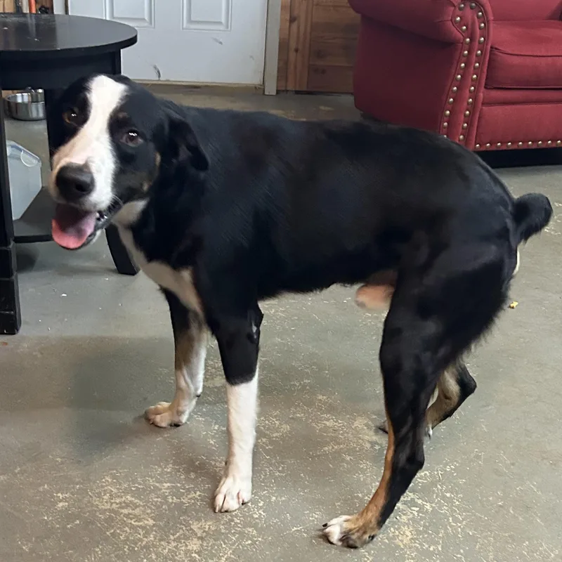 A young medium-sized male Greater Swiss Mountain Dog dog named Panda for adoption in Llano, TX