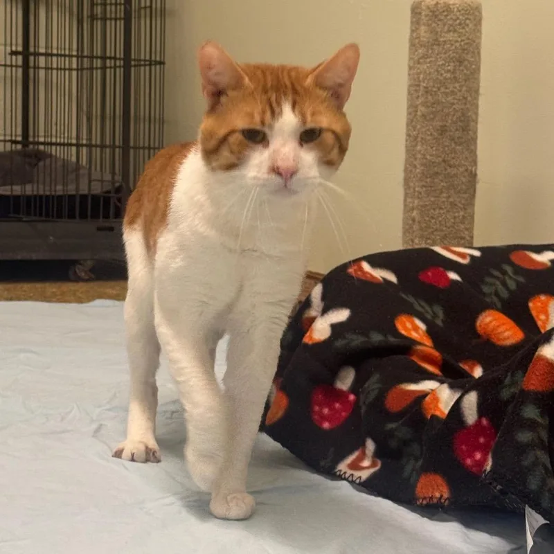 An adult large-sized male Domestic Short Hair cat named Randal for adoption in Easton, PA