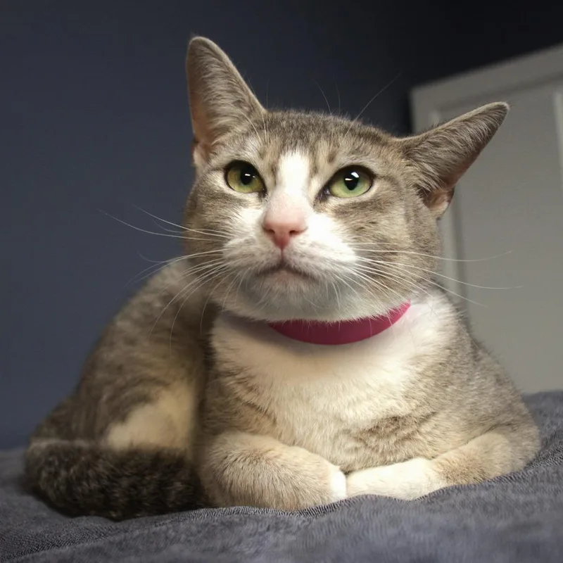 Honeybun thumbnail 2