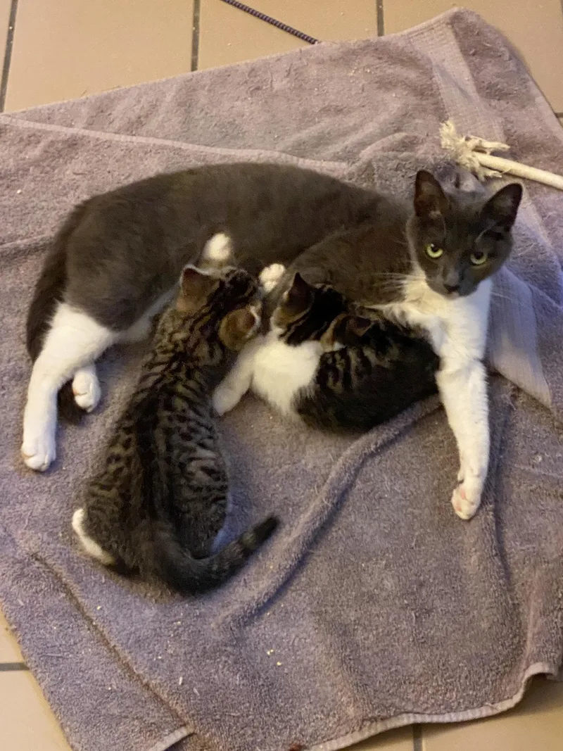 A young small-sized female Gray & White Domestic Short Hair cat named Barbie Ogden for adoption in Philadelphia, PA
