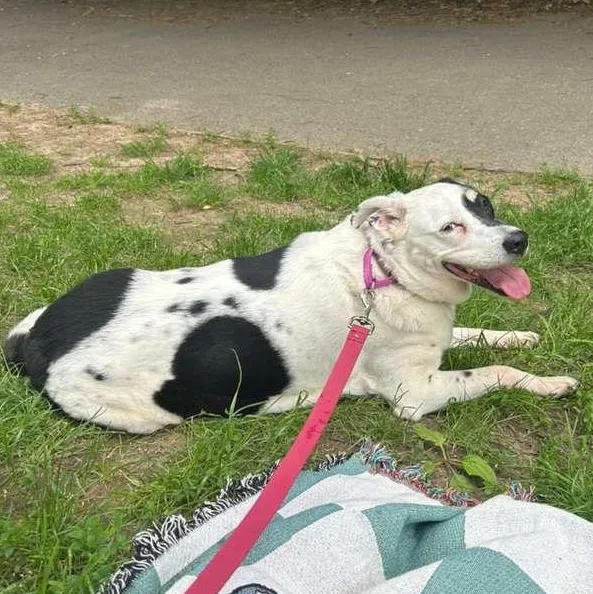 A senior large-sized female Border Collie dog named Gina for adoption in New York, NY