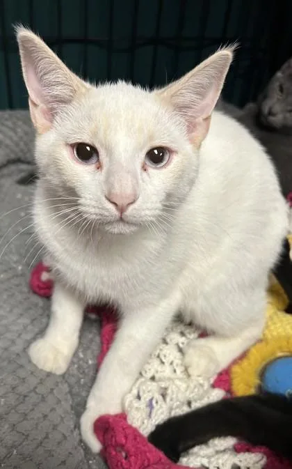 An adult small-sized male Siamese cat named Vas for adoption in Phoenix, AZ