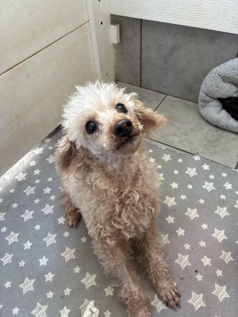 An adult small-sized male Poodle dog named Little Buddy Sep for adoption in Pacolet, SC