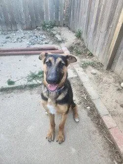 A young large-sized male German Shepherd Dog dog named Valen for adoption in Modesto, CA