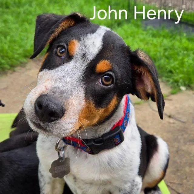 A baby small-sized male Black Australian Cattle Dog / Blue Heeler dog named John Henry for adoption in Flower Mound, TX