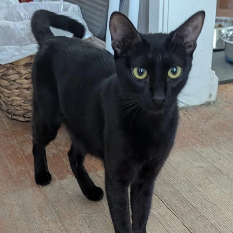 A young small-sized female Black Domestic Short Hair cat named Emily for adoption in Long Beach, CA