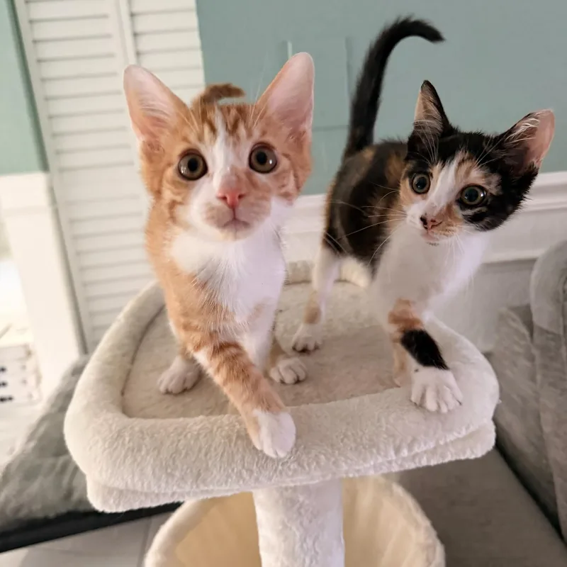 A baby small-sized male Orange & White Domestic Short Hair cat named Peach & Mango Bonded for adoption in Boca Raton, FL
