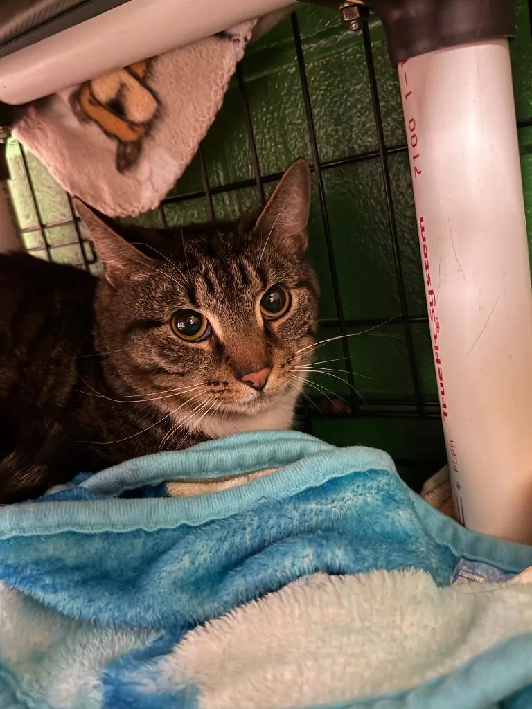 An adult medium-sized male Domestic Short Hair cat named Beetlejuice for adoption in Olean, NY