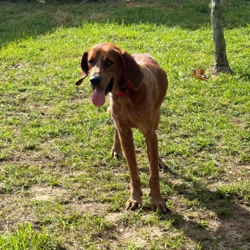 An adult medium-sized male Red / Chestnut / Orange English Coonhound dog named Gunner for adoption in Irvington, AL