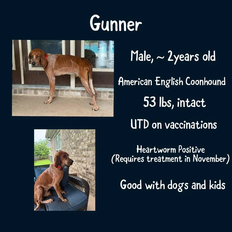 Gunner thumbnail 5
