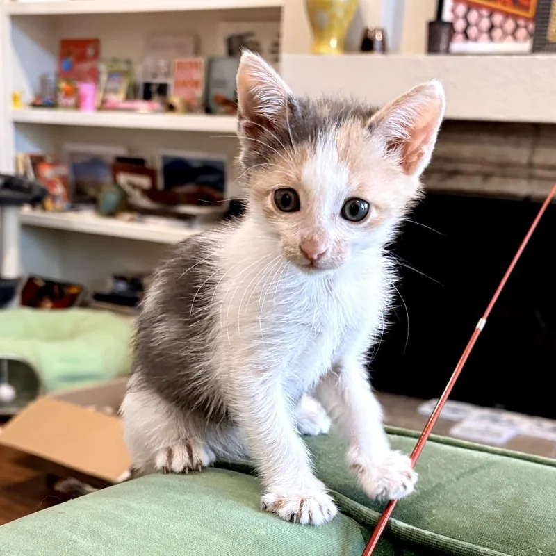 A baby small-sized female Gray / Blue / Silver Domestic Short Hair cat named Salsa Juice for adoption in Austin, TX