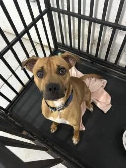 A young medium-sized male Yellow / Tan / Blond / Fawn Mixed Breed dog named Levi for adoption in Woodbine, GA