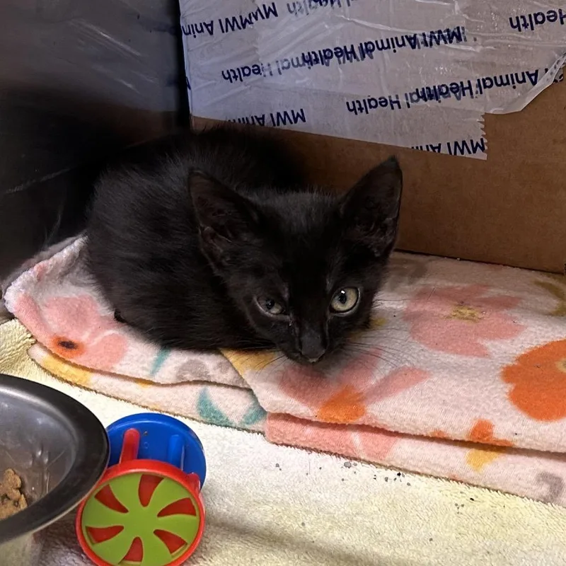 A baby small-sized female Black Domestic Short Hair cat named Wanda for adoption in Starkville, MS