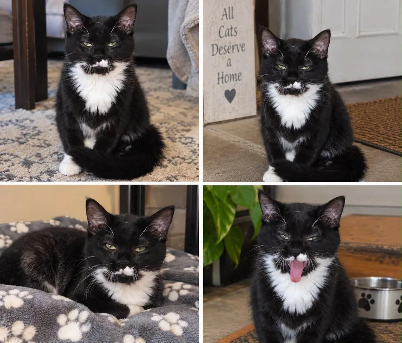 A baby small-sized female Domestic Medium Hair cat named Nautica for adoption in New Britain, CT