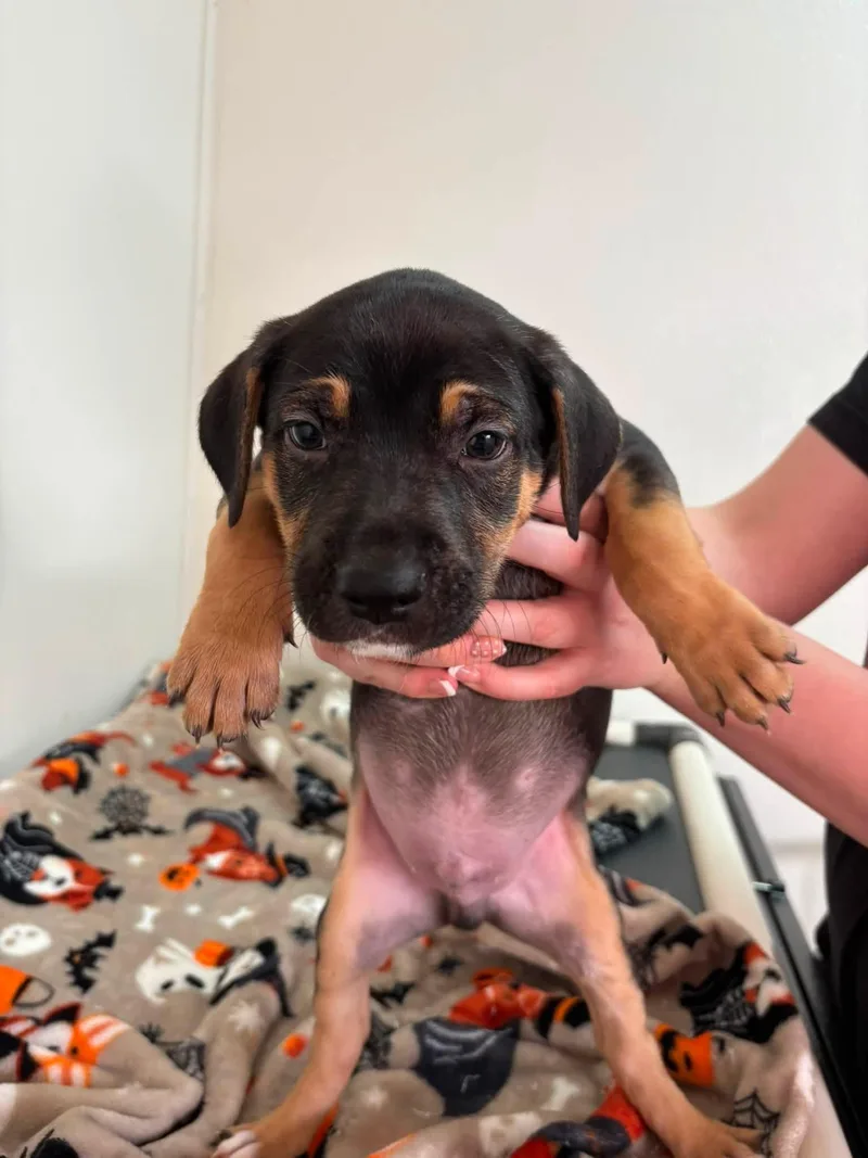 A baby medium-sized male Black Mixed Breed dog named Hawthorn for adoption in Jamestown, ND